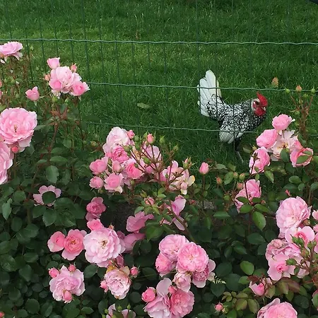 אתר קמפינג Ter Hoeve